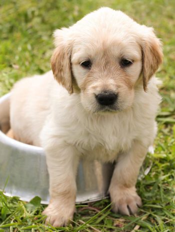 Szczeniak golden retriever na zielonej trawie